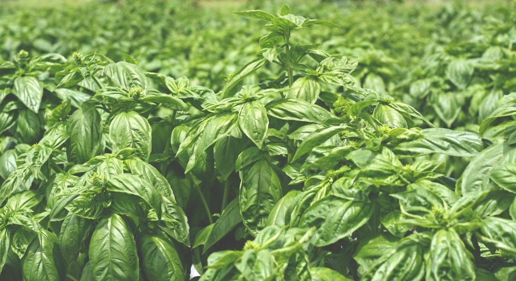 Shizuku Natural Dyed Towel (25x25cm)