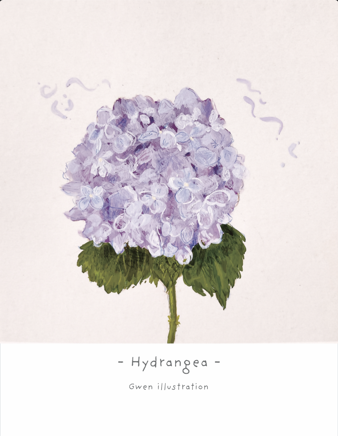 hydrangea