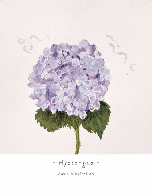 hydrangea